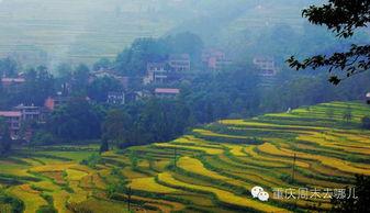 半乡山水满城橘,满城橘香醉人心